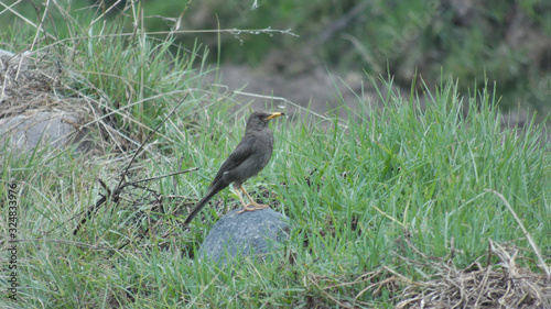 Turdus anthracinus black thrush or chiguanco, small bird resting on a stone surrounded by grass and shrubs, seen from a bird in its natural environment. photo