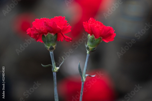 two red carnations flowers on mourning process. tribute to those killed in the war
