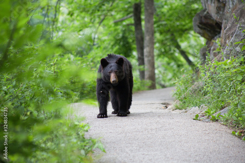 Young black bear on the trail