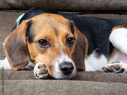 Purebred beagle puppy dog, laying on a brown sofa looking into the distance.