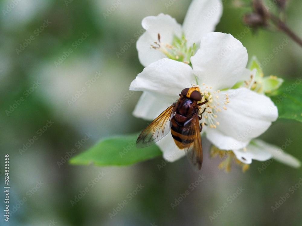 Blooming Jasmine is pollinated in summer by an insect. A blooming Jasmine pollinated by an insect in summer is photographed in close up. Blooming Jasmine is pollinated in summer by an insect. A blooming Jasmine pollinated by an insect in summer is photographed in close up.