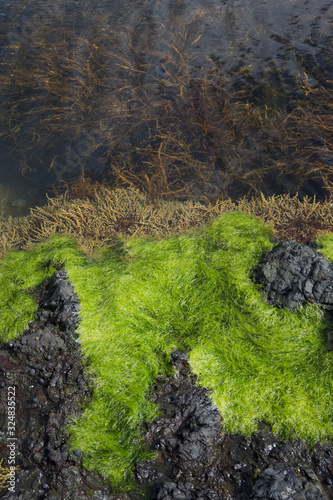 Matapouri Coast New Zealand Alges and rocks  photo