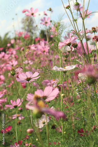 Beautiful cosmos flowers in the field