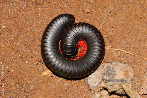 Archispirostreptus gigas, the giant African millipede or shongololo photo