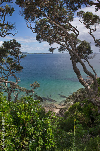 Matapouri Coast New Zealand Trees and ocean