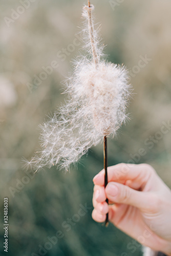 a dry cone of reeds in your hand  the down of reeds fluttering in the wind in the autumn