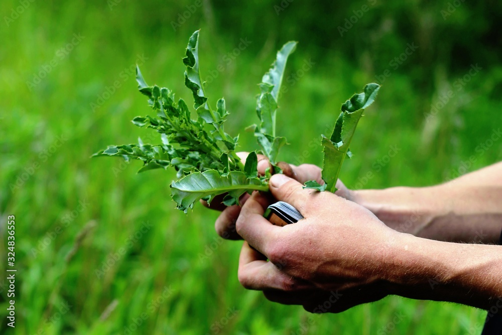 Spiky wild plant in a hand