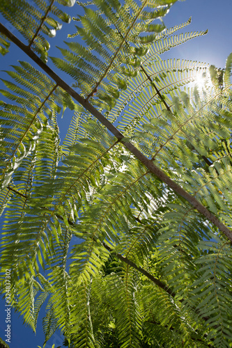 Coromandel New Zealand Cathedral Cove Hahei. Ferns and sun