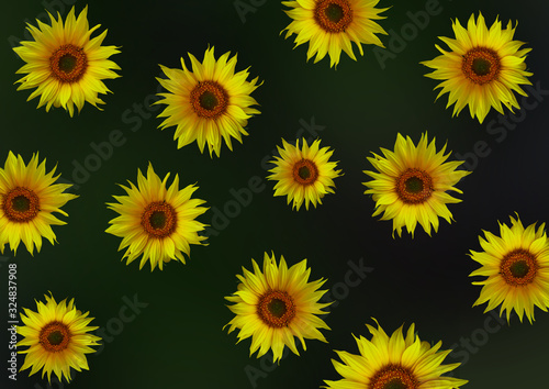 Padrão Floral de primavera 