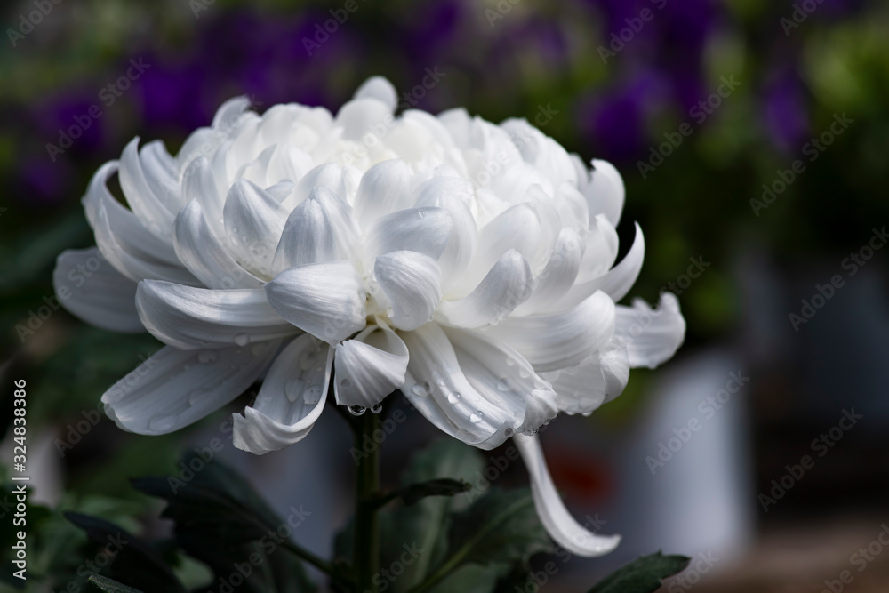 White chrysanthemum flower head with dew drops on the petals close up White chrysanthemum flower head with dew drops on the petals close up
