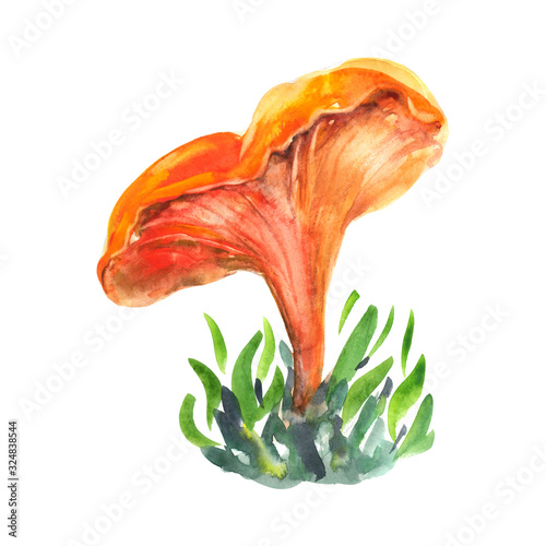 Cantharellus cibarius watercolor hand-drawn illustration isolated object on white background. Agaricus cantharellus Chanterel cantharellus mushroom. photo