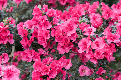 red azalea, gardening concept, bush of blooming azalea, background for a card. Spring flowers