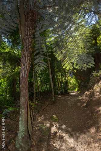 Karangahake gorge. Historic goldmining. Forest. Ferns and path. New Zealand.