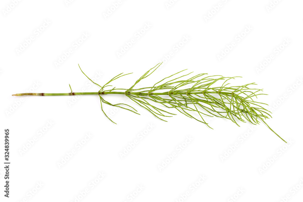 Fototapeta premium Horsetail isolated on white