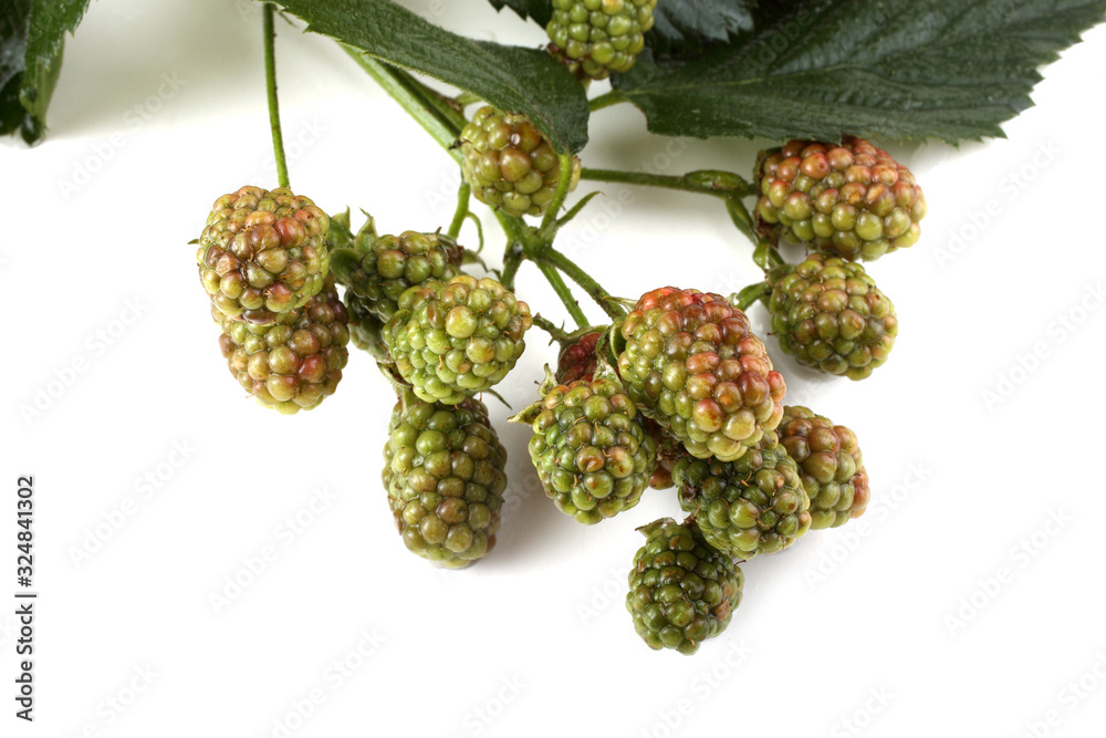Unripe blackberries cluster Unripe blackberries cluster