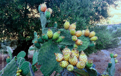 Close up on a green prickly pears leaf  Opuntia ficus indica  also known as Barbary fig  a species of cactus whose fruit have succulent honey like flesh inside.