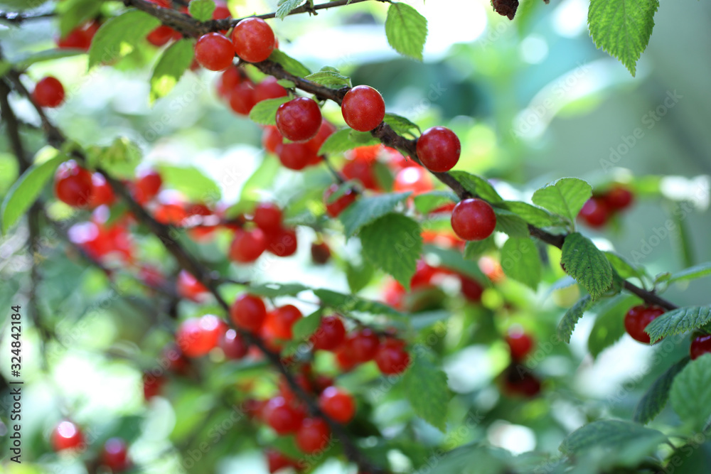 Nanking cherry bush