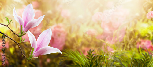 Mysterious fairy tale spring floral wide panoramic banner with fabulous blooming pink magnolias flower summer garden on blurred sunny bright shiny glowing background and copy space