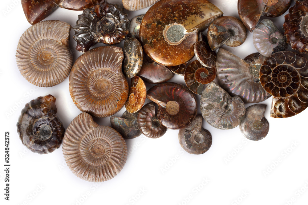 Ammonites isolated on white. Different ammonite varieties Ammonites isolated on white. Different ammonite varieties