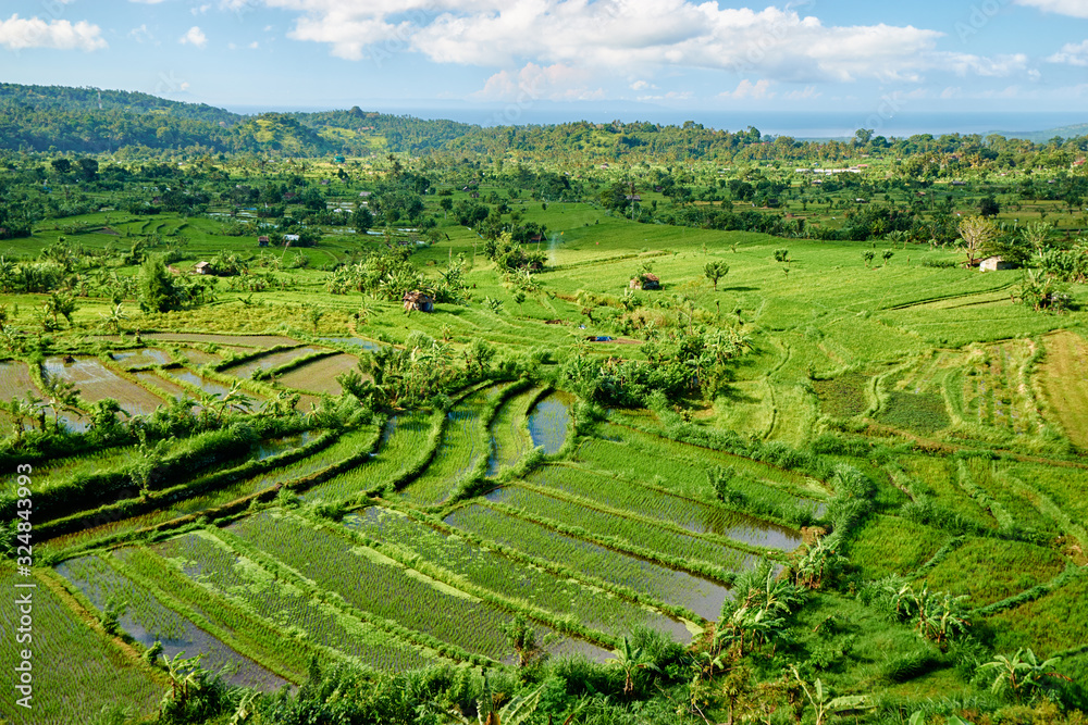 Beautiful landscape with green rise fields view. Bali, Indonesia.
