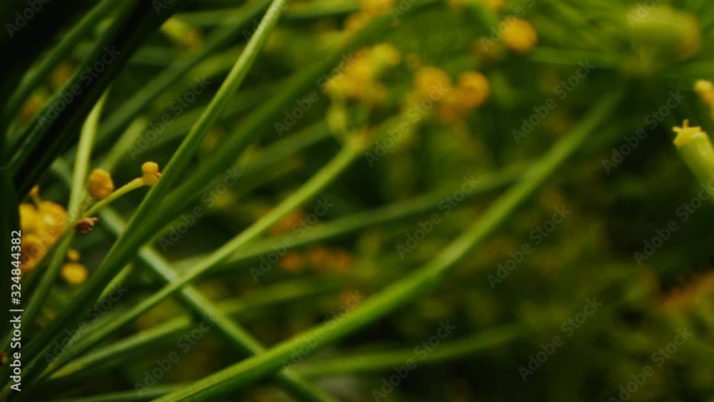 motion among inflorescences of aromatic dill twigs macro motion among inflorescences of aromatic dill twigs macro