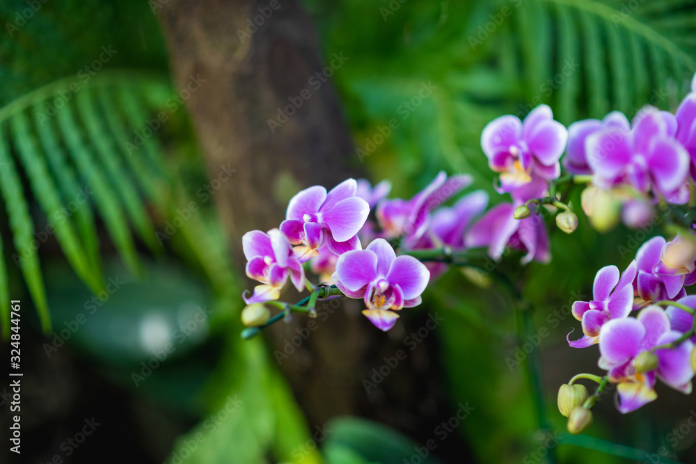Beautiful orchid flower with natural background. Beautiful orchid flower with natural background.