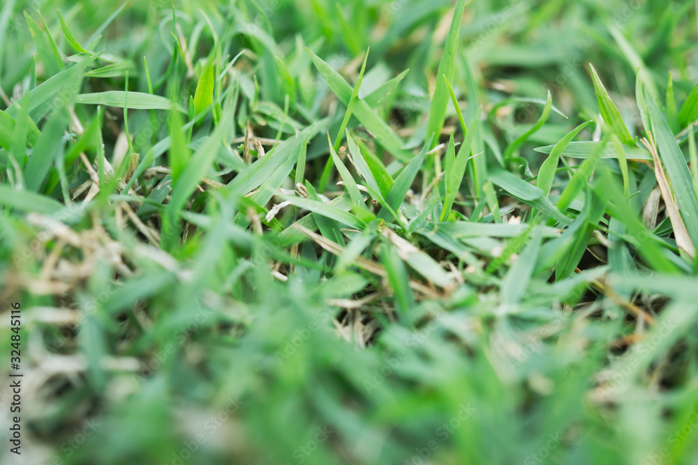 Green grass background texture. Green lawn texture background.