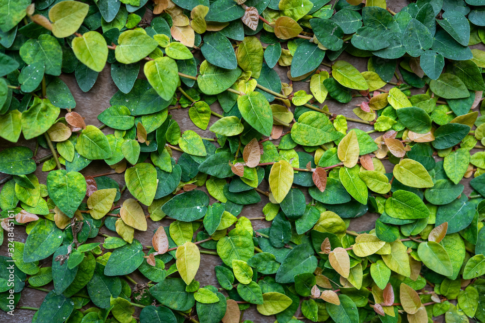 climbing plants on the wall background
