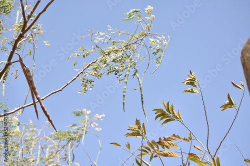 LA PLANTE A MILLE USAGE  DANS LA SANTE  photo