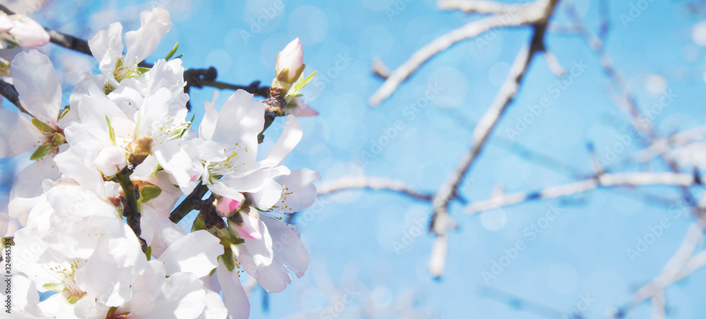 A branch of cherry blossoms. Sunlight through the branches. Spring background. A branch of cherry blossoms. Sunlight through the branches. Spring background.