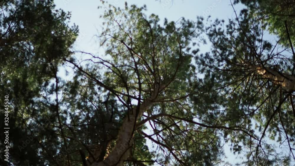 39 / 10000 АНГЛИЙСКИЙ Перевести вGoogleBing crown of pine trees view from the bottom up 39 / 10000 АНГЛИЙСКИЙ Перевести вGoogleBing crown of pine trees view from the bottom up