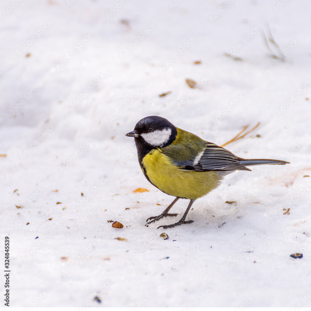 tit in the snow pecks a nut