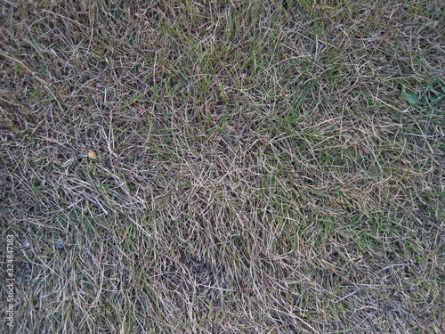 Withered lawn
