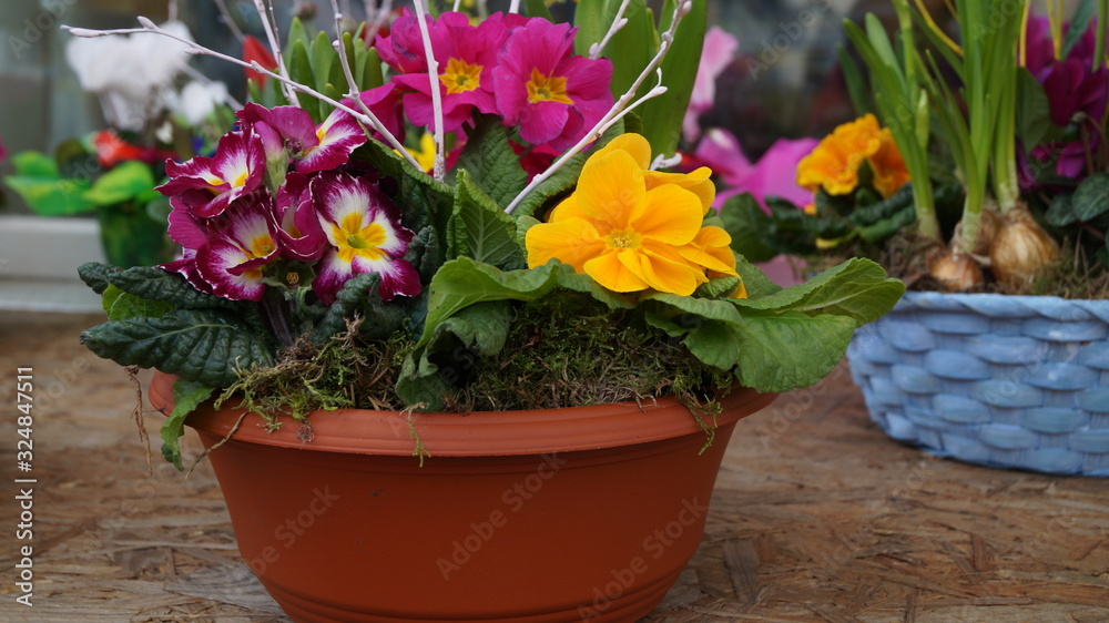 spring arrangement of bright flowers in a pot