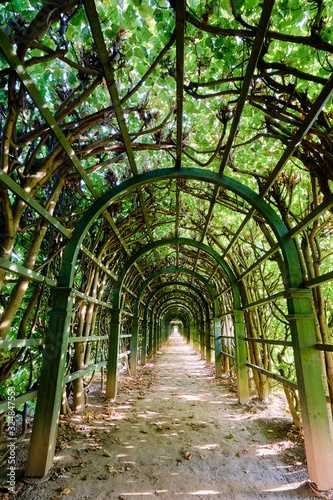 Green plant park tunnel. Gardening design.