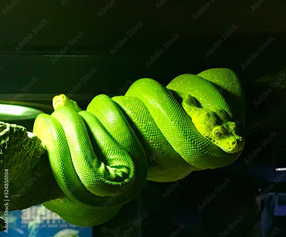 Two green twisted snakes of green mamba on a branch. Dangerous