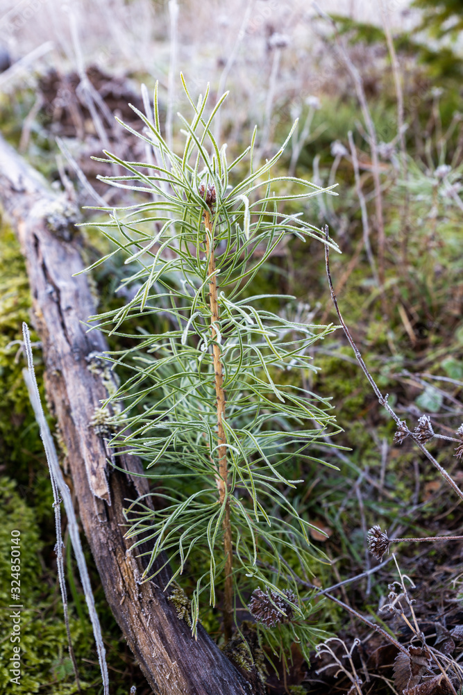 frosty little pine tree