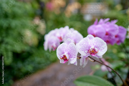 Beautiful blossom. Branch of orchideas. photo