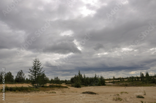 Heavy dark blue with tint of grey clouds in the cold summer sky over green forest growing in the sand. North