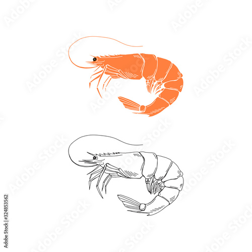 Elegant linear illustration of shrimp isolated on white background. Underwater creature hand drawn realistic vector sketch drawing. Sea food logo template.