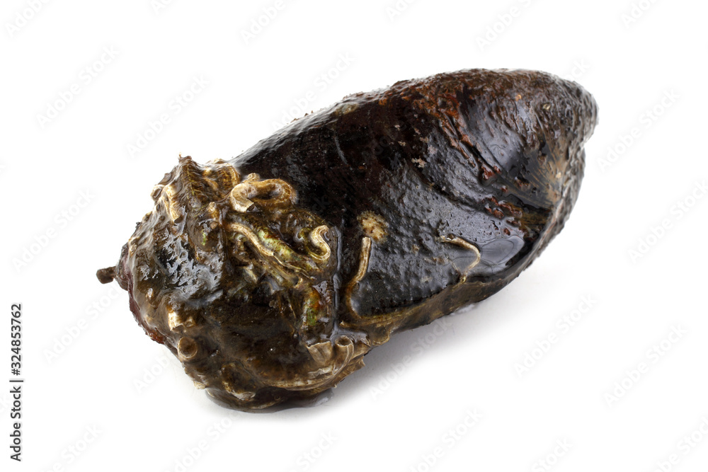 Mussel Mussel
