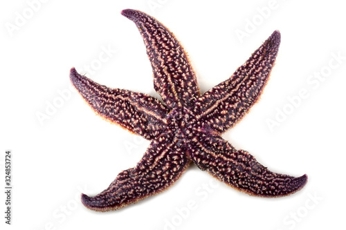 Starfish