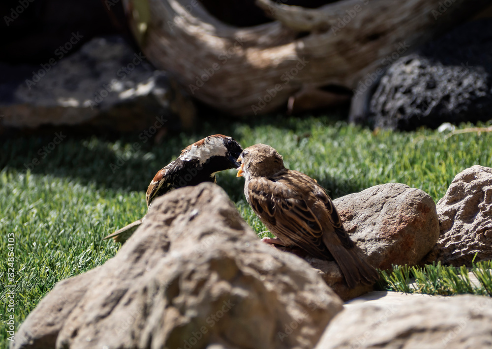 Obraz premium a male passer domesticus give to eating to her breeding