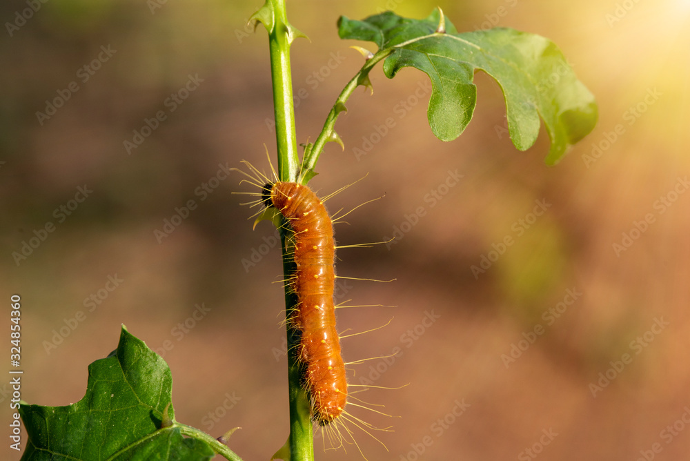 Naklejka premium A closeup macro isolated image of a Gulf Fritillary Caterpillar,The Caterpillar has bright orange skin.