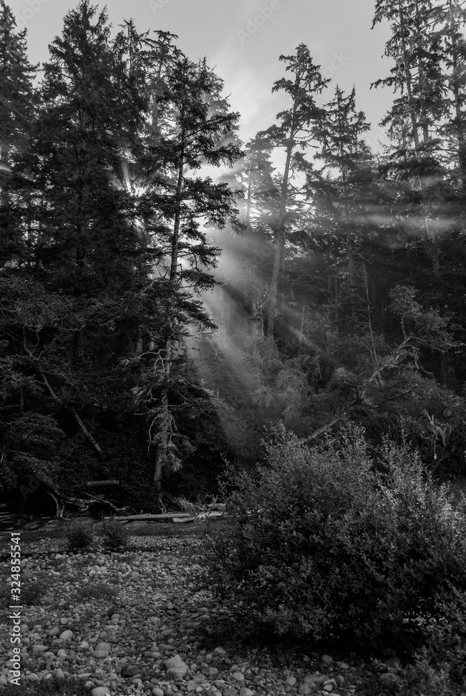 Fototapeta premium Sunbeams in the forest of the Pacific-Rim-Nationalpark II, Vancouver Island, North-America, Canada, British Colombia, August 2015