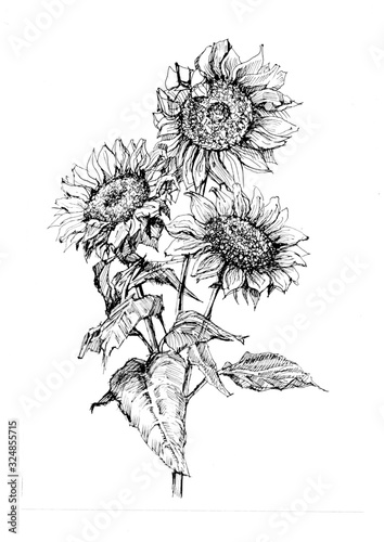 sunflowers flowers graphics hand-drawn realistic separately on a white background elements plants flora bloom spring summer