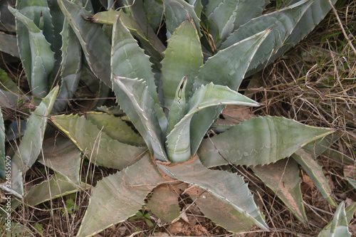 Maguey agave plant