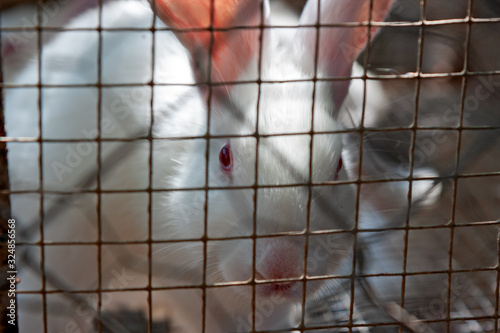 Close-up of a white rabbit closed in its cage.