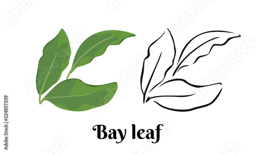 Bay leaf isolated on white background. Vector color illustration of aromatic green herbs in cartoon flat style and black and white outline. Vegetable Icon.
