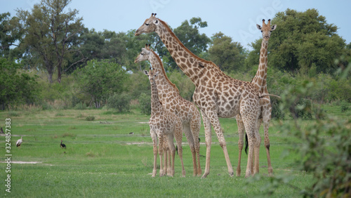 Fototapeta Naklejka Na Ścianę i Meble -  Giraffe family standing together